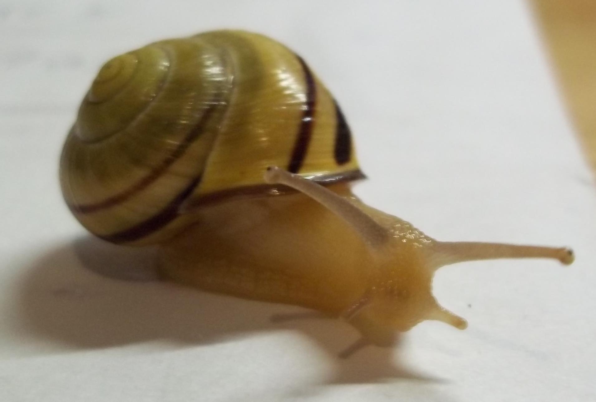 Cepaea nemoralis dal campo dei fiori